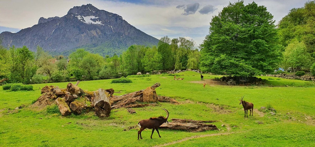 Unterbergblick im Zoo Salzburg © TVB Puch - Gerber